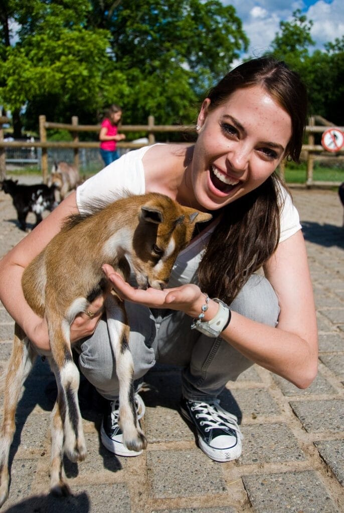 Person feeding goat