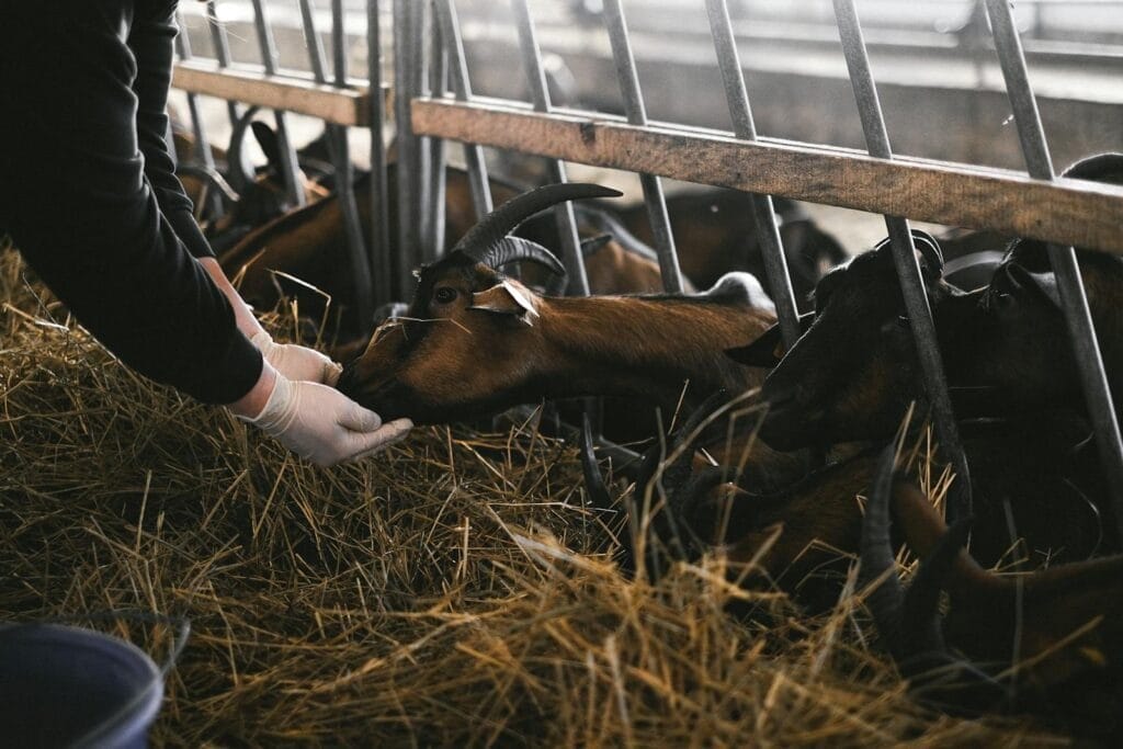 A person feeds goats in a barn, emphasizing farm care and livestock management.