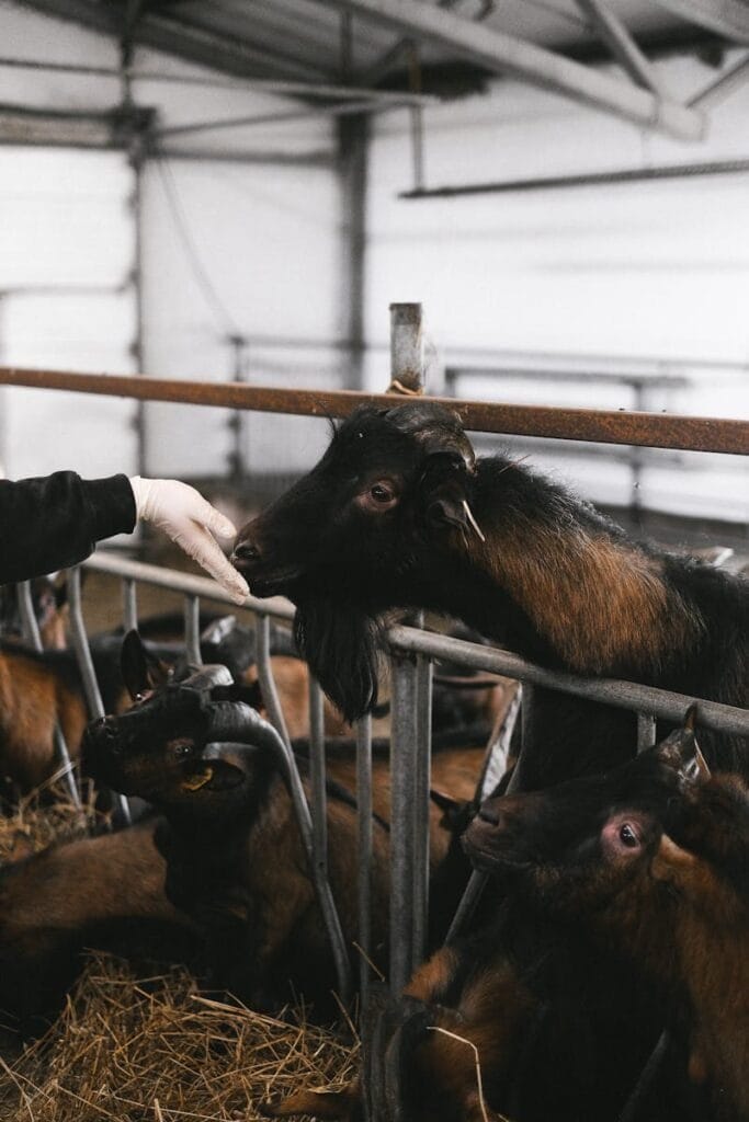 A person feeds goats inside a barn, highlighting animal farming practices.