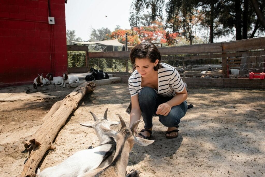 A woman crouches to feed goats in an outdoor petting zoo under a sunny sky.