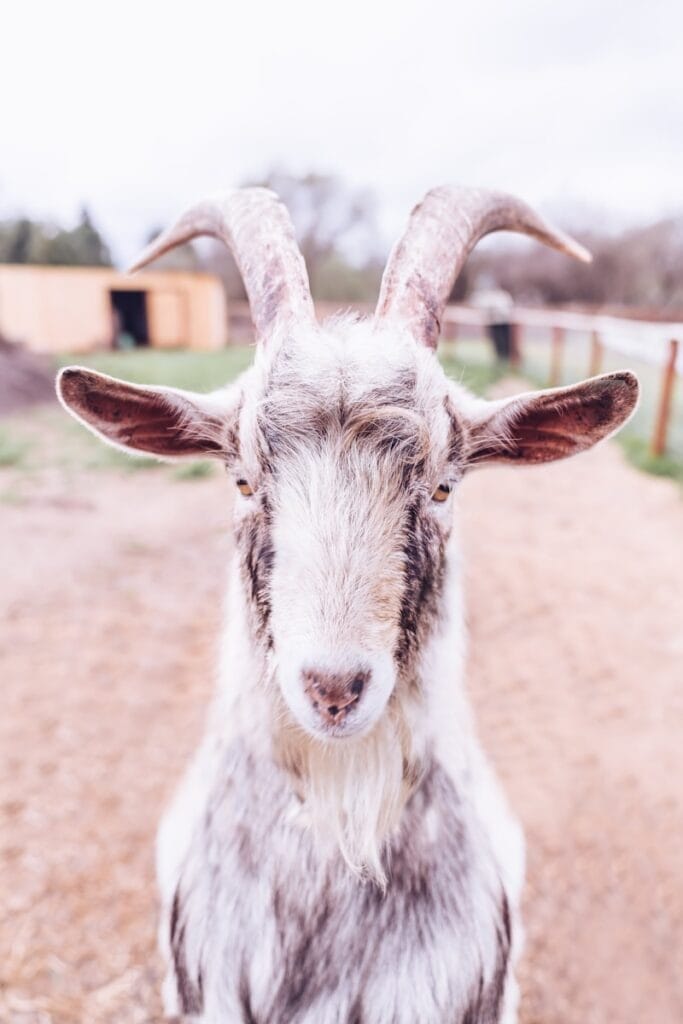 White goat