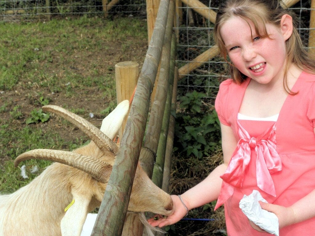 Person feeding goat