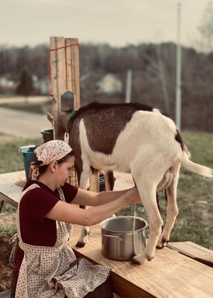 Goat milk for producing body lotion