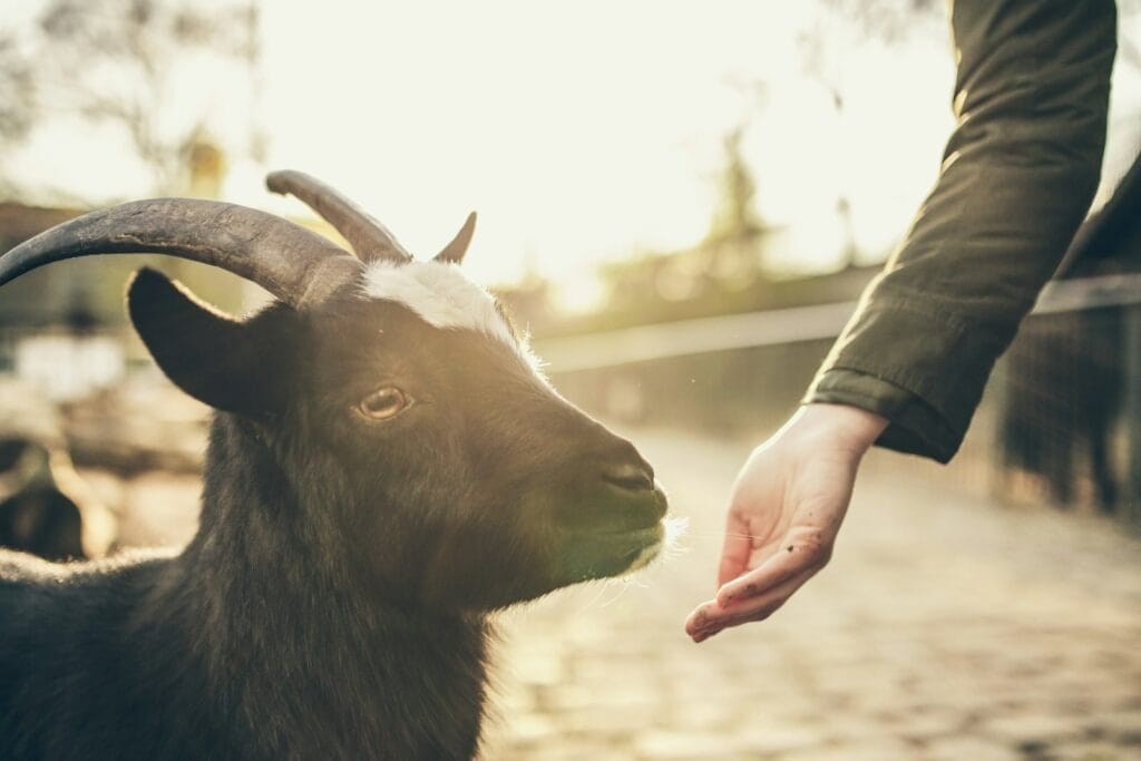 Person feeding goat