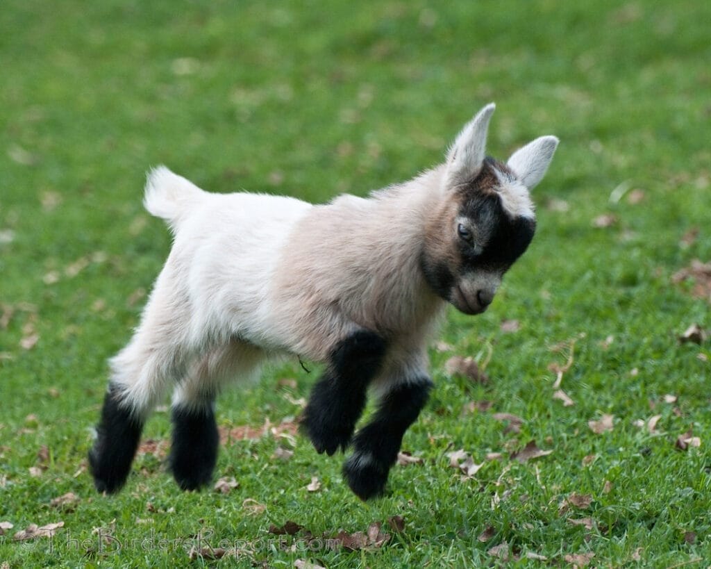 Pygmy Goat Kid Frolicking