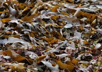 Fucoidan Brown Seaweed