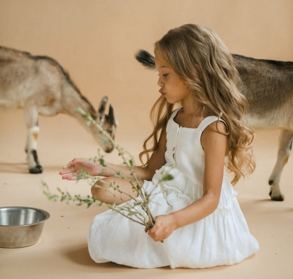 A little girl in a white dress with goats, sitting in a studio setting.