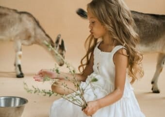 A little girl in a white dress with goats, sitting in a studio setting.