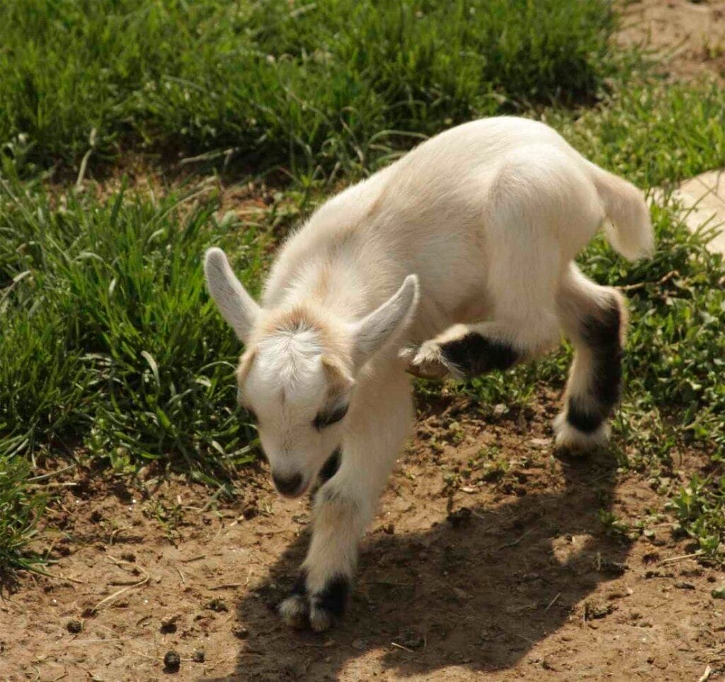 baby goat