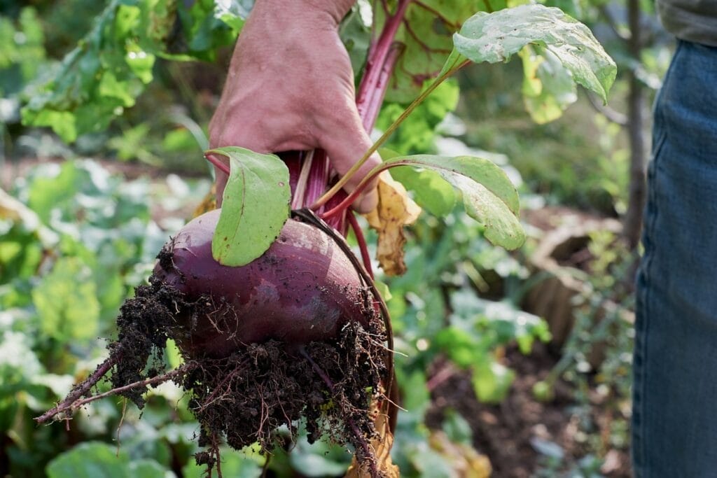 person holding beetroot